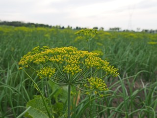 Obraz premium Field of dill