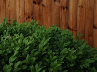 Bush of boxwood