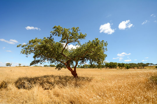 Hilly Alentejo landscape with cork oak trees and yellow fields in late summer near Beja, Portugal Europe