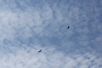 Birds in the sky