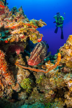 Scuba Divers Can Be Seen In The Background Floating In The Tropical Tranquil Waters Of The Caribbean Sea In Little Cayman. The Fish In Front Is A Nassau Grouper And Is Very Friendly Towards People 