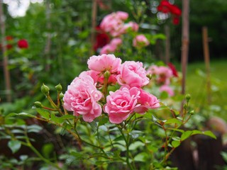 Pink roses © Agnieszka