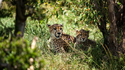 Cheetah on the lookout