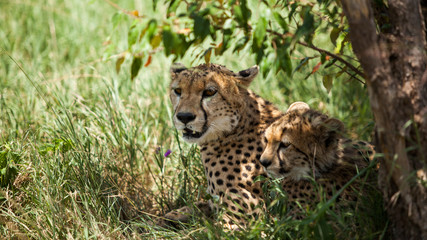 Cheetah in rest