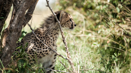 Baby cheetah