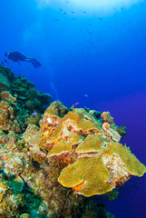 Naklejka na ściany i meble Scuba divers can be seen floating in the deep blue Caribbean sea behind a tropical coral reef. The underwater ocean adventure in paradise is enjoyed by many people around the world.