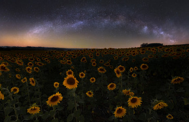 Resting among the stars, sunflower field - 167985589