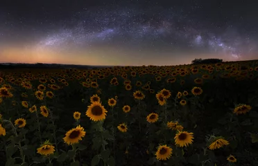 Resting among the stars, sunflower field © Henrique Silva