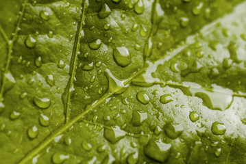 Leaf green whit water drop