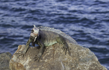 Iguana on a rock