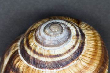 Orchard snail (Helix pomatia) - shell with dark background
