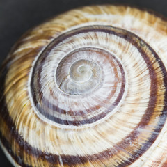 Orchard snail (Helix pomatia) - shell with dark background
