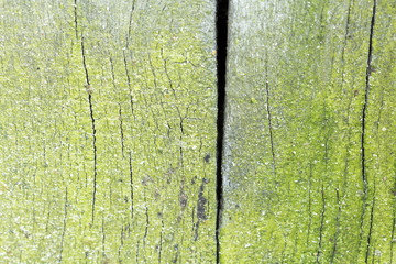 Obraz premium Wood texture from very old, weathered piece of wood with moss