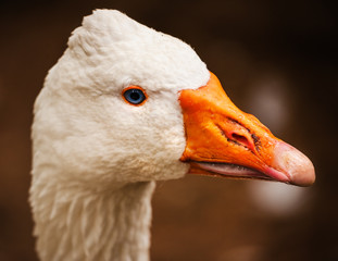 White domestic goose