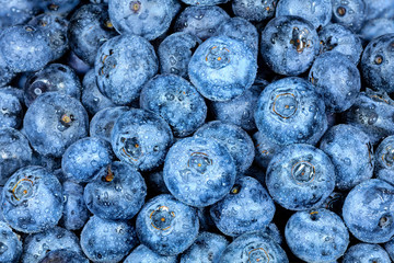 Swamp blueberry with water drops close up