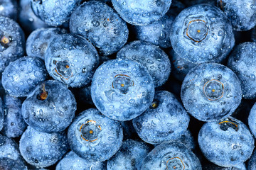 Swamp blueberry with water drops close up