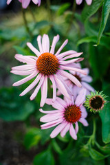 Flower Thing