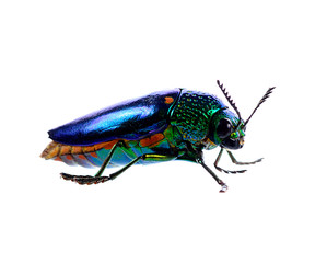 metallic wood-boring beetle isolated on white background