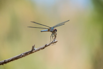 Colorful Dragonfly