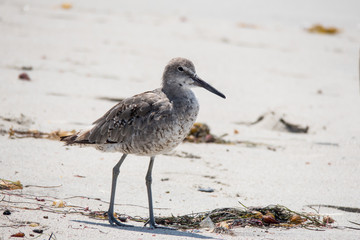 The Willet Bird
