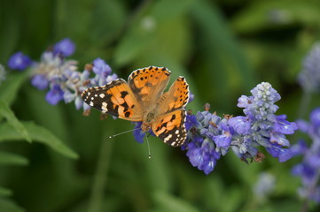 ヒメアカタテハ