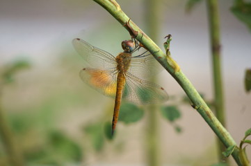 ウスバキトンボ © riras