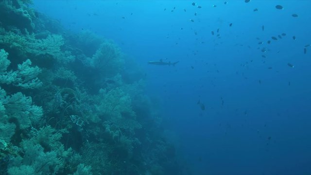 Whitetip Reef Shark on a coral reef with plenty fish. 4k footage