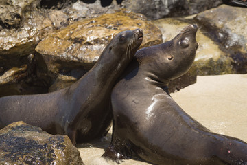California sea lions tussle