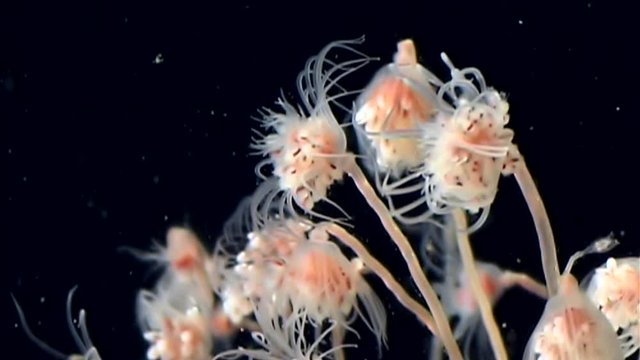 Bell Hydroid jellyfish colonies underwater seabed of White Sea in Russia. Unique video close up. Predators of marine life on the background of clean clear pure and transparent water in search of food