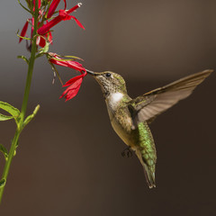 Immature Ruby-throated Hummingbird foraging on Cardinal Flower