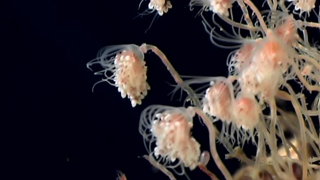 Bell Hydroid jellyfish colonies opens underwater seabed of White Sea in Russia. Unique video close up. Predators of marine life on the background of clean clear pure water in search of food