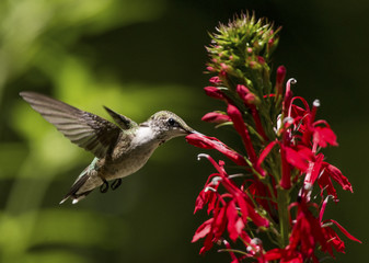 Obraz na płótnie Canvas Ruby-throated Hummingbird on Cardinal Flower