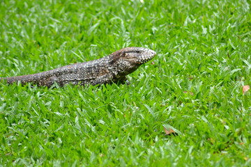 Naklejka premium Lizard (stopped)