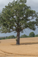 Lonely old oak tree
