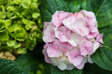 Hydrangea in a beautiful garden