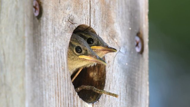 Young house wrens peek out of their bird house for the first time peeping.