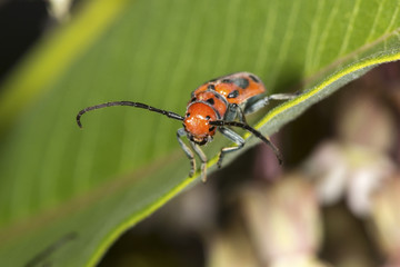 Red milkweed beetle on milkweed plant in Connecticut.