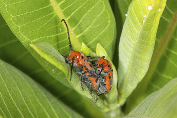 Red milkweed beetle on milkweed plant in Connecticut.