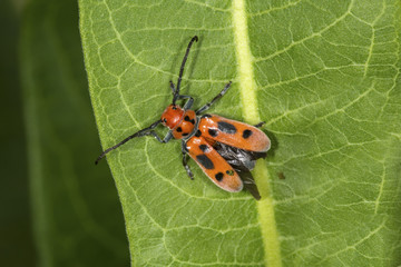 Red milkweed beetle on milkweed plant in Connecticut.
