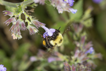 Bumble bee nectaring on mint flowers in South Windsor, Connecticut.