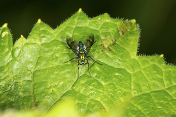 Closeup of a long legged fly standing on a leaf.