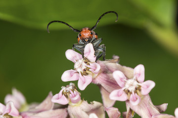 Red milkweed beetle on milkweed flowers in South Windsor, Connecticut.