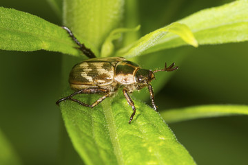 Oriental beetle with pronged antennae on a leaf in Connecticut.