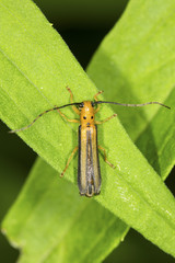 Orange Chrysomelid beetle on a leaf in South Windsor, Connecticut.