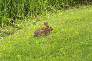 Eastern cottontail rabbit sitting in the grass in Connecticut.