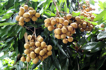 longan on the tree