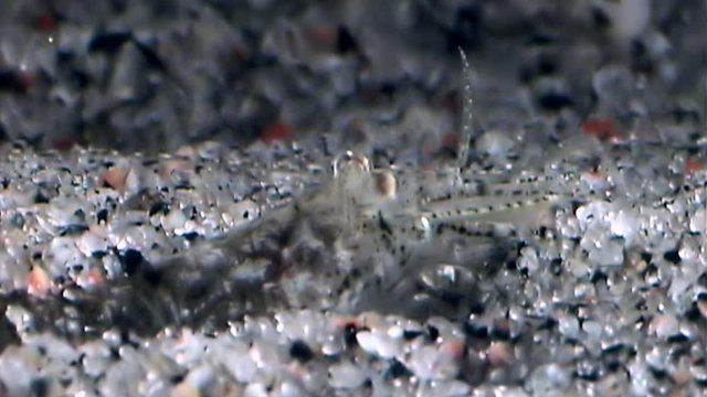Glass shrimp masked in search of food underwater seabed of White Sea Russia. Unique video close up. Predators of marine life on the background of pure and transparent water stones.