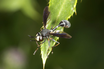 Wasp mimic fly perched on leaf in South Windsor, Connecticut.