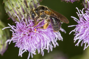 Mining bee probing for nectar on a purple thistle flower.