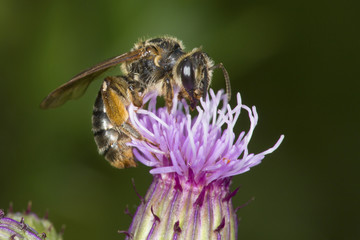 Mining bee probing for nectar on a purple thistle flower.